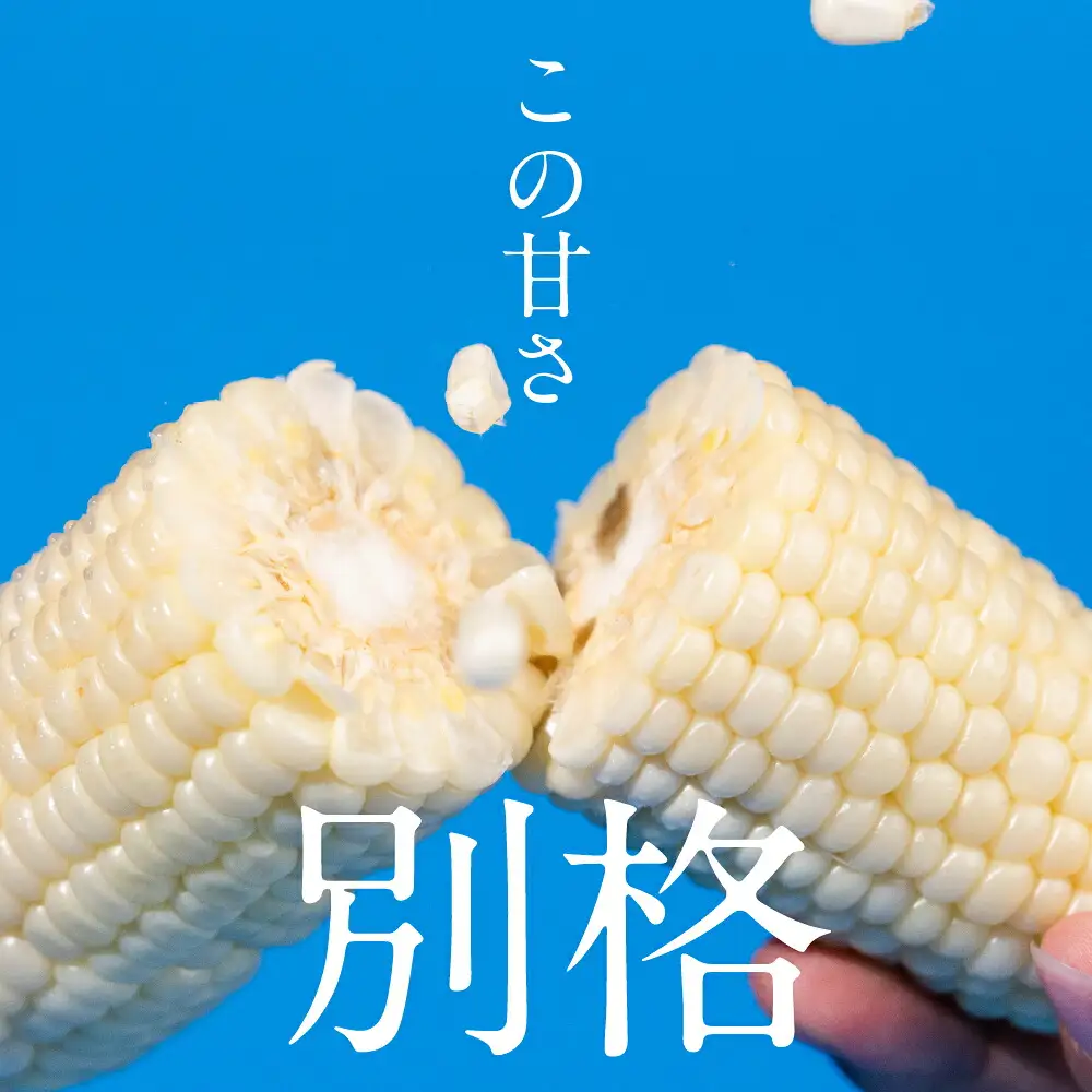 【先行予約】《2026年6月～7月頃発送》令和8年産 品種おまかせ とうもろこし 6本