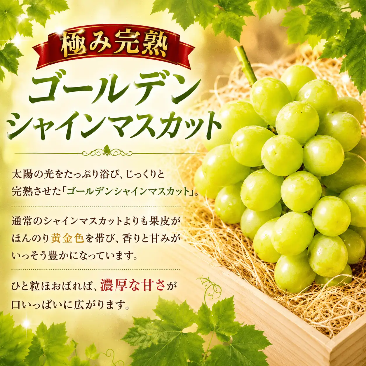 ゴールデン シャインマスカット【2026年先行予約】除草剤不使用 極み完熟 1kg以上(2~3房) ご家庭用   ぶどう シャインマスカット マスカット しゃいんますかっと 葡萄 くだもの 果物 農家直送 新鮮 種なし 皮ごと 岡山県 真庭市 【koko017-01】