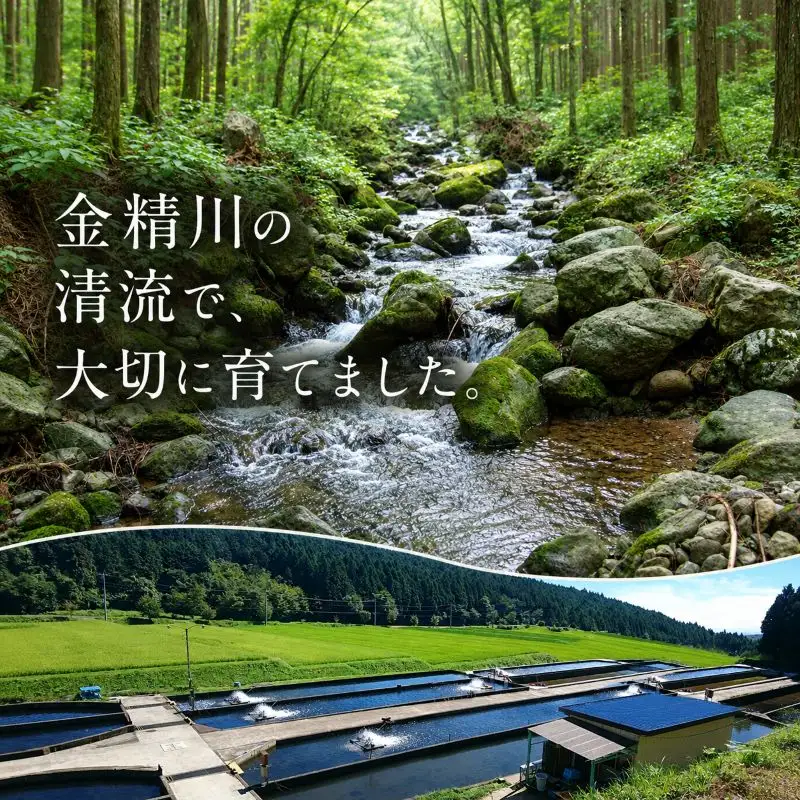 プレミアムヤシオマスのフィレ 骨なし 1パック（600g） | 栃木県産 ブランド魚 冷凍 栃木県 矢板市