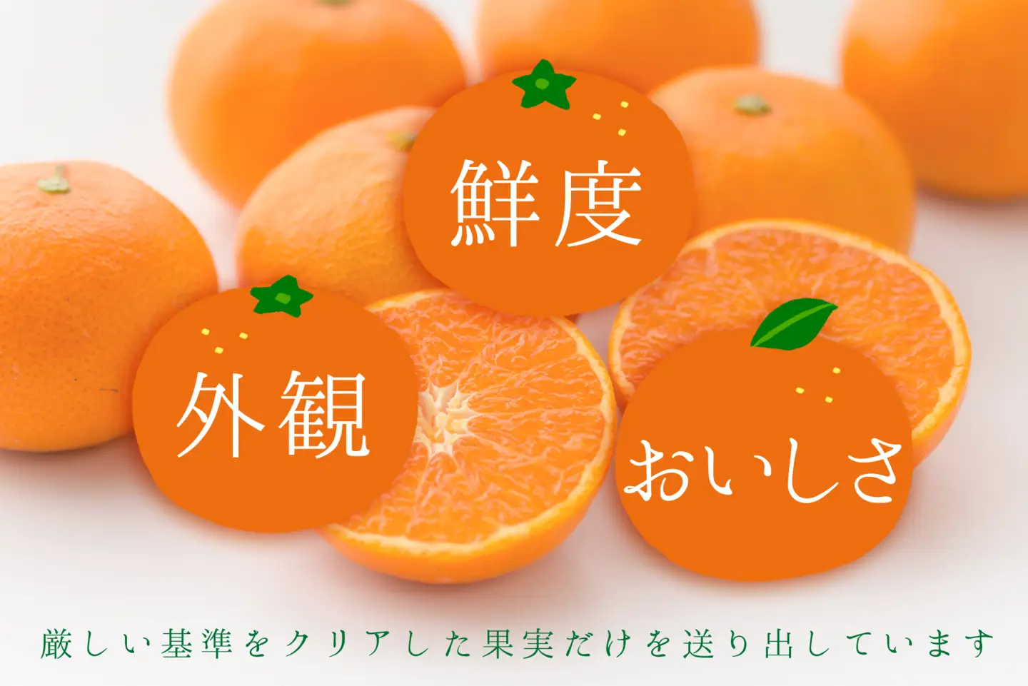 【先行受付】コウ果樹園の柑橘の大トロ　せとか約2kg YWTG030