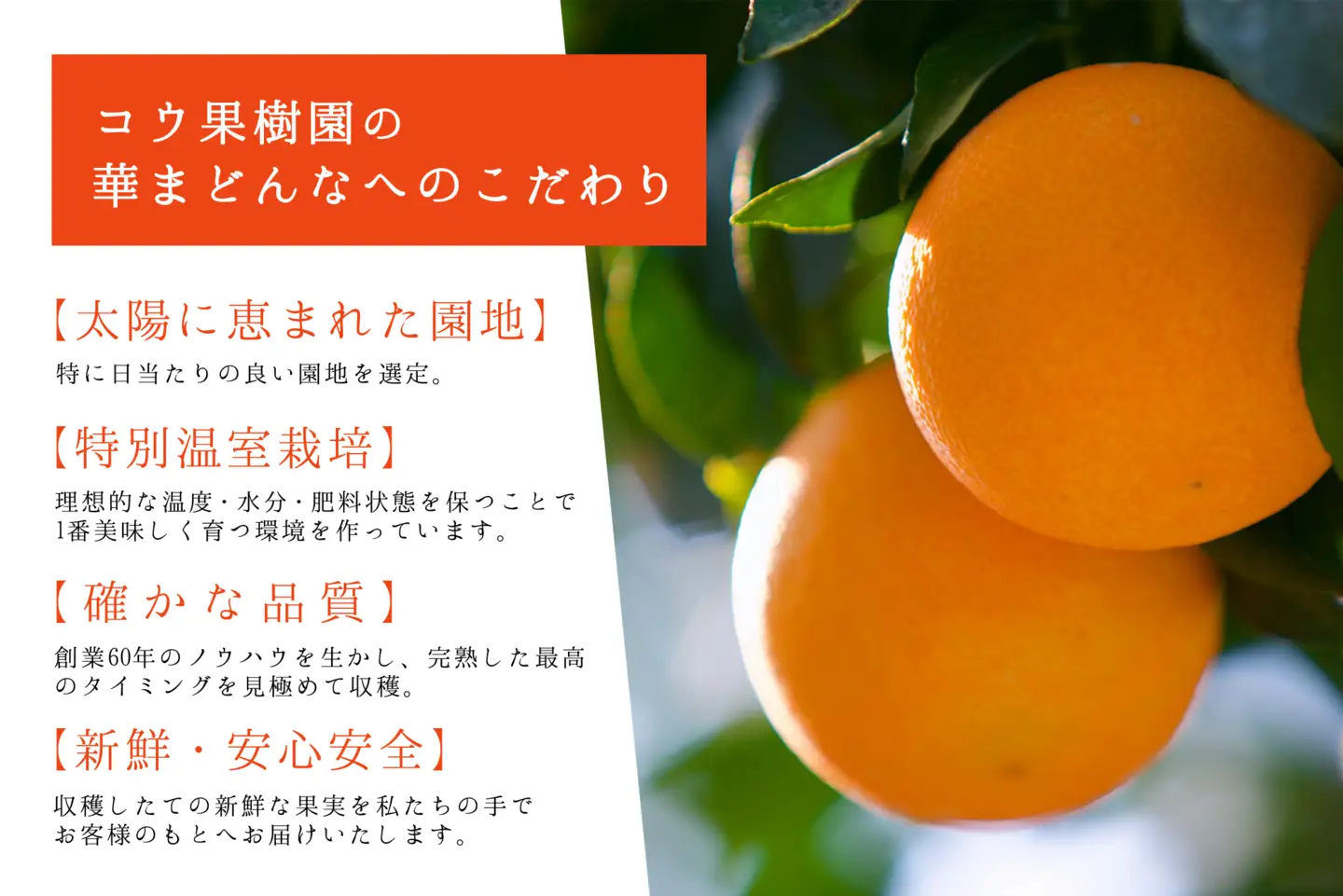 【先行受付】コウ果樹園　華まどんな2kg YWTG032