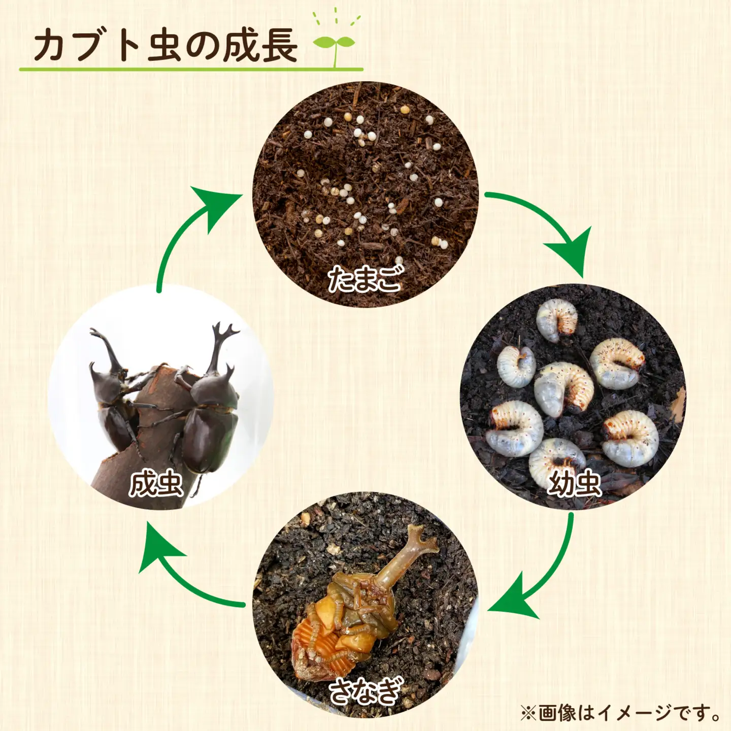 【先行予約】 カブト虫　幼虫・さなぎ観察セット 【2027年4月上旬順次発送】  [A-081005] カブトムシ カブトムシ