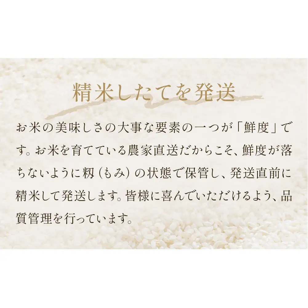 【12月配送】 ＜先行予約＞ 米 令和8年産 つや姫  精米 5kg 単品 新米 こめ コメ お米 ご飯 白米 ツヤ姫