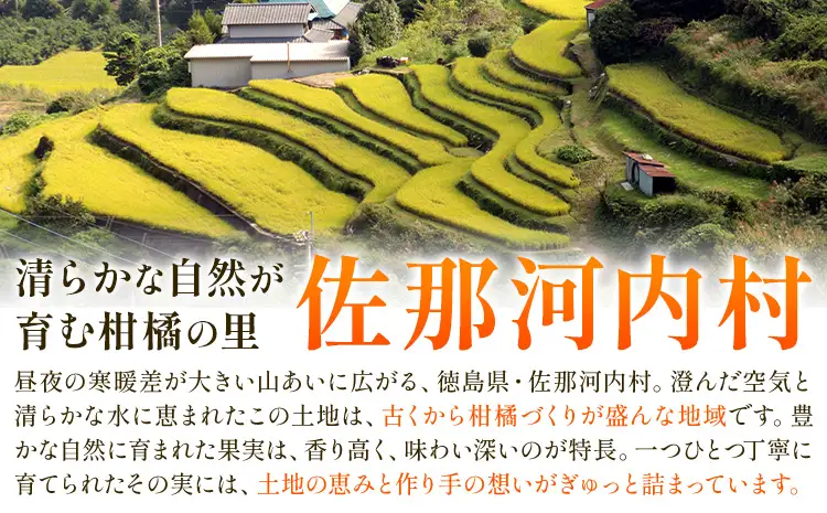 ゆず 訳あり 柚子 約3kg ゆず