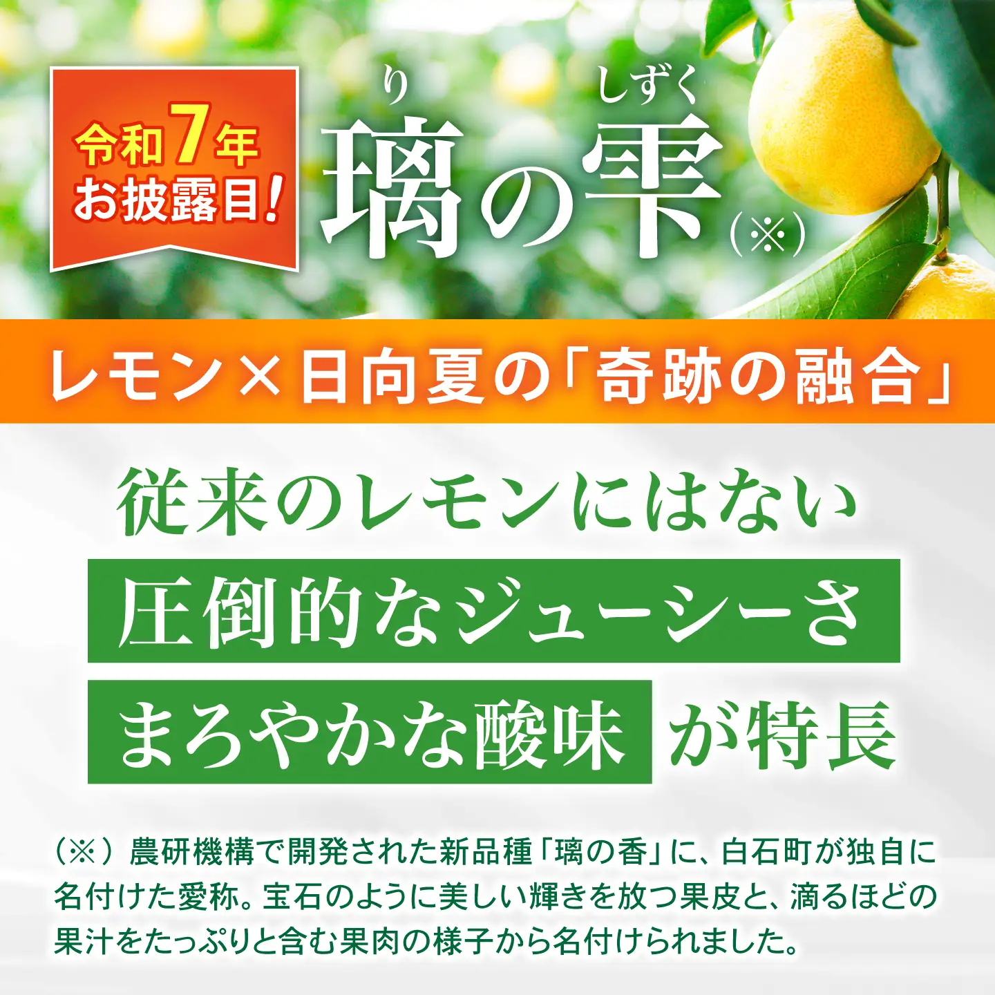 【先行予約 2026年10月〜発送】璃の雫 レモン 約2kg （6個〜8個程度）【道の駅しろいしカンパニー】[IAA043]