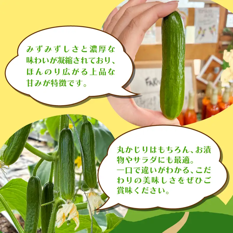 ミニ きゅうり 4kg | 先行予約 きゅうり キュウリ 胡瓜 ミニきゅうり 新鮮 朝収穫 朝採れ 産地直送 野菜 詰合せ 夏野菜 野菜 キュウリ やさい 採れたて 季節 食材 旬 栽培 農家直送 農家応援 滋賀県 日野町 ふるさと納税 送料無料