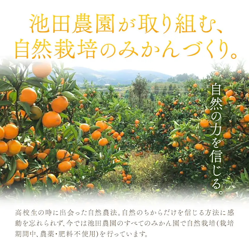 池田農園のみかんジュース 2本 1本500ml 池田農園《30日以内に出荷予定(土日祝除く)》熊本県 玉名郡 玉東町 みかんジュース みかん ミカン ジュース 自然栽培 栽培期間中農薬・肥料不使用