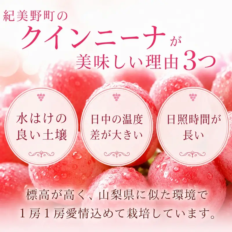 クインニーナ 約500g (1房～2房) 秀品 / ぶどう ギフト 贈答 旬 フルーツ 果物 和歌山 紀美野町産 ※2026年9月下旬～10月上旬に順次発送【frt502-r-0d5】