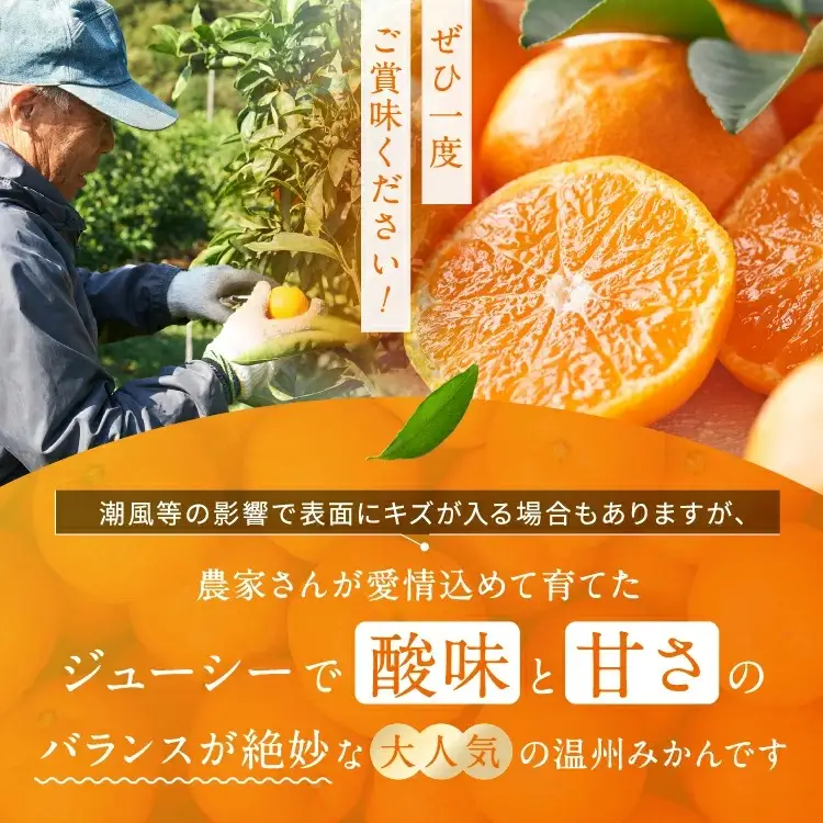 熊本県産 温州みかん 糖度厳選プレミアム 約3kg | 果物 フルーツ くだもの みかん ミカン 温州ミカン 熊本県 玉名市 味采市場