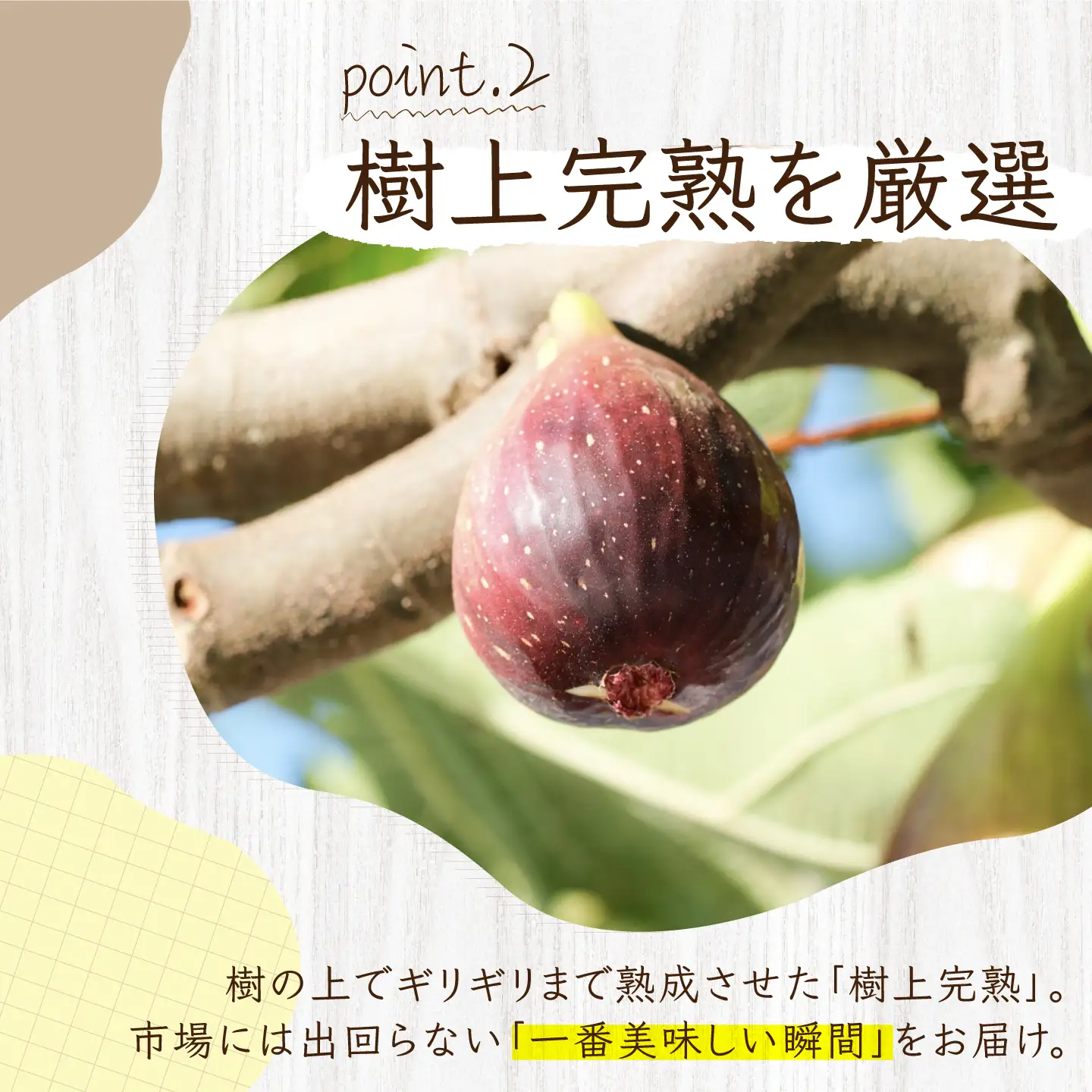 ＼申込期限は8月31日まで／【先行予約】【2回定期便】 完熟いちじく9-12玉（サイズおまかせ） / いちじく イチジク フルーツ 果物 完熟 朝採れ 岐阜市 / tete. 【配送不可地域：北海道・沖縄・離島】[ANJZ002]