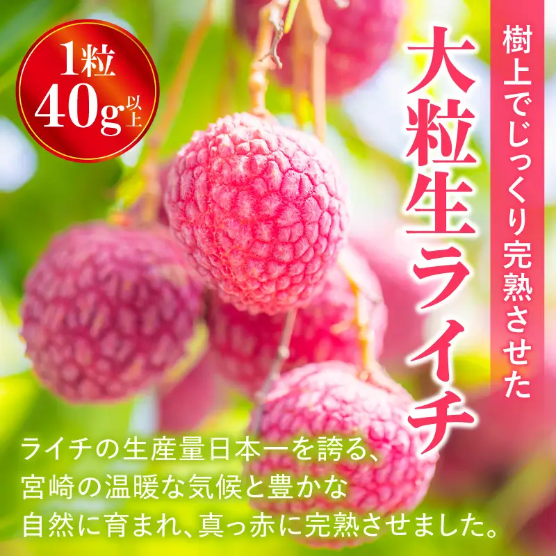 ライチ 9玉 ライチ [2026年発送 先行予約 宮崎市産 生ライチ 1玉40g以上]