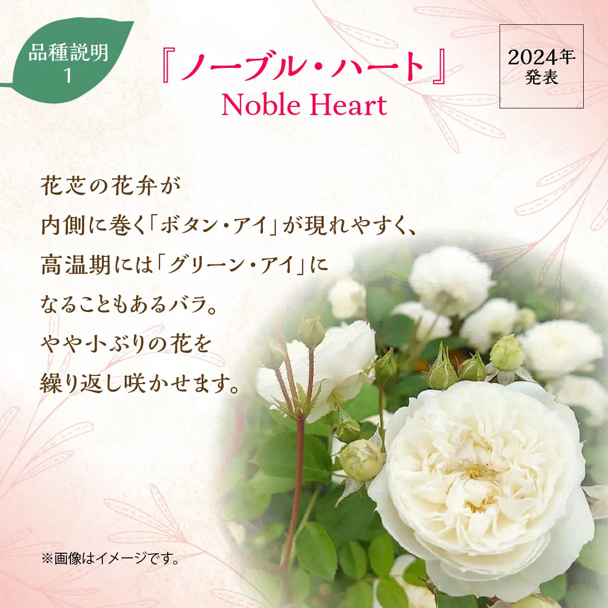 【Apple Roses】バラ苗『ノーブル・ハート』新苗育成苗6号ポット植え HNNH046