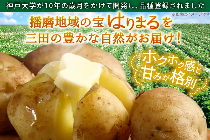 じゃがいも はりまる 1kg 【期間限定発送】