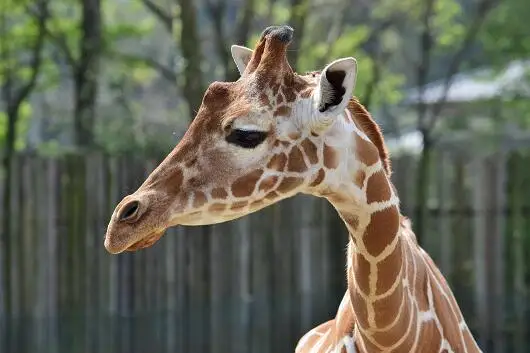 動物園 東武動物公園 入場券  １人分