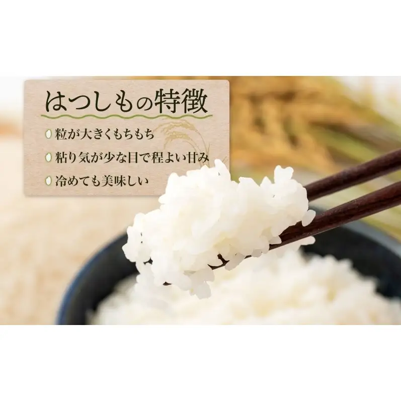 はつしも 精米 低農薬 新米 はつしも【30kg】【先行予約】