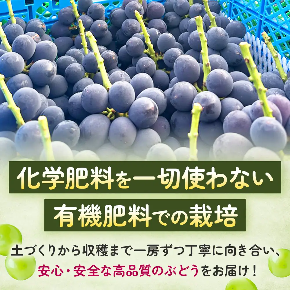 山梨県甲斐市産　化学肥料不使用で育った巨峰　約1㎏　巨峰