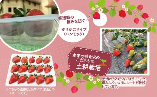 完熟で香り高い！秋田のイチゴ1パック ＜揺りかごパック＞　 45P3407【ひない渡辺農園しどけ村】