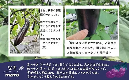 ナス 黒光りする太くて長い！10本　【40P3224】【ひない渡辺農園しどけ村】