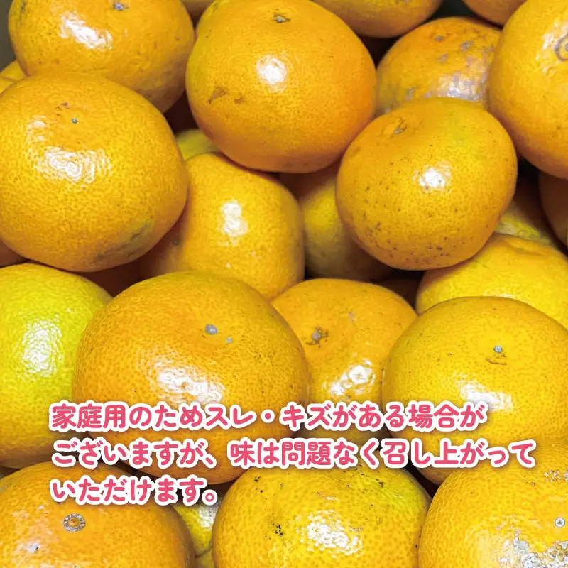 家庭用 早生みかん 約 5kg くり房 早生 みかん わせみかん 愛媛みかん 愛媛蜜柑 蜜柑 mikan 果物 くだもの フルーツ 柑橘 数量限定 産地直送 国産 愛媛 宇和島 B012-204003