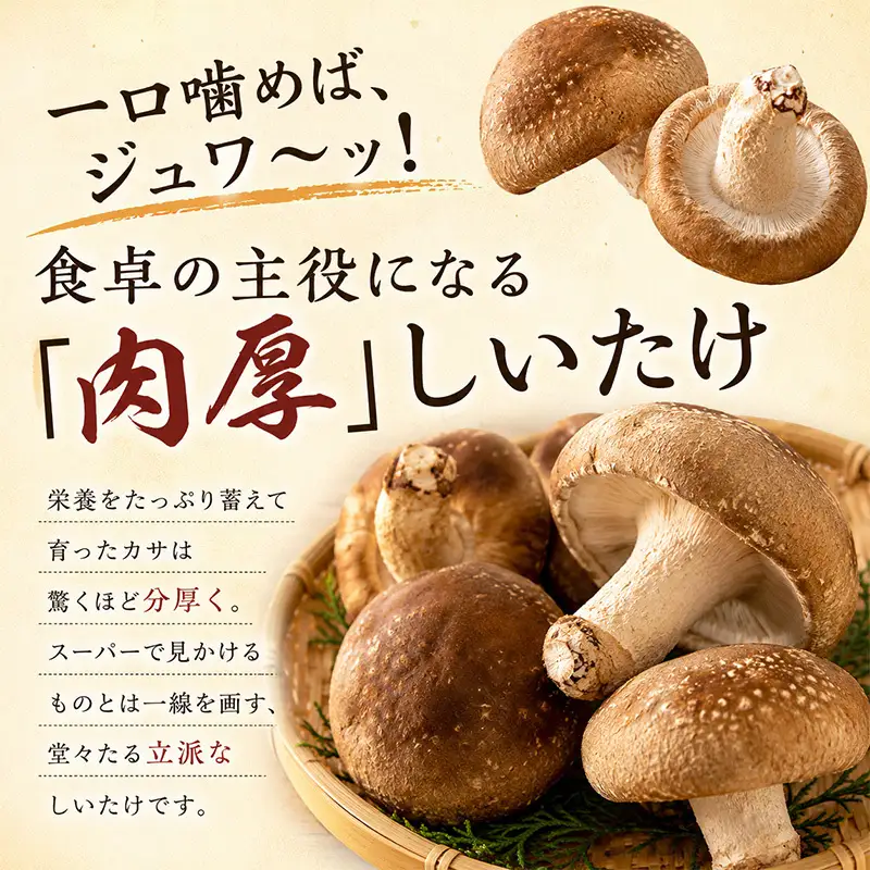 【先行予約】生しいたけ Lサイズ 約500g 秋山農場 しいたけ