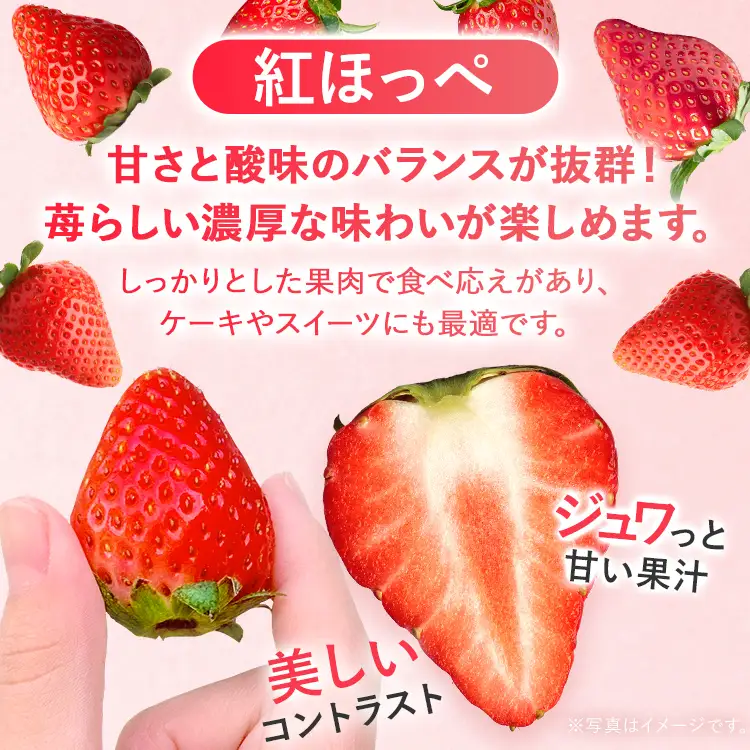 いちご   農家直送完熟いちご 紅ほっぺ 4パック 【2027年2月上旬～4月末頃に順次発送】 いちご  
