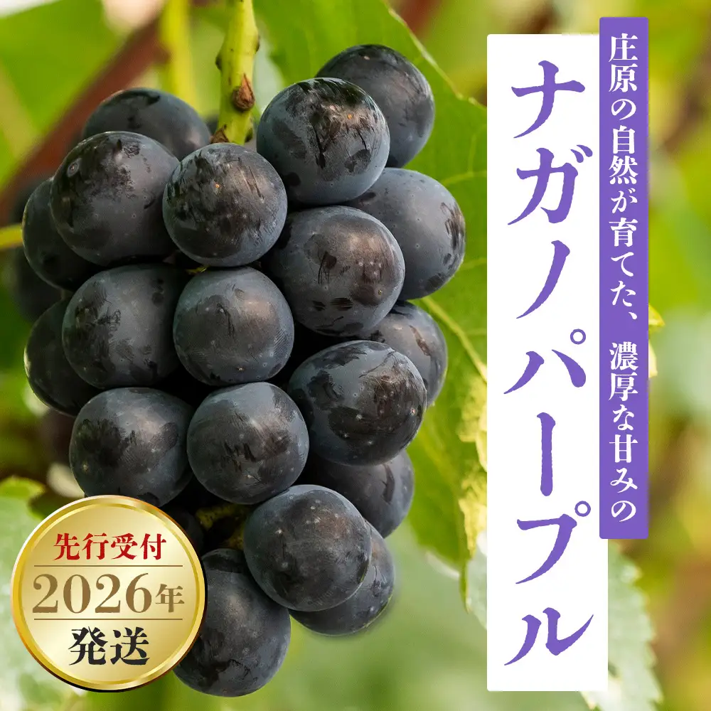 【先行受付 2026年発送】ナガノパープル2房セット【配送不可地域：離島・北海道・沖縄県・東北】【1345435】