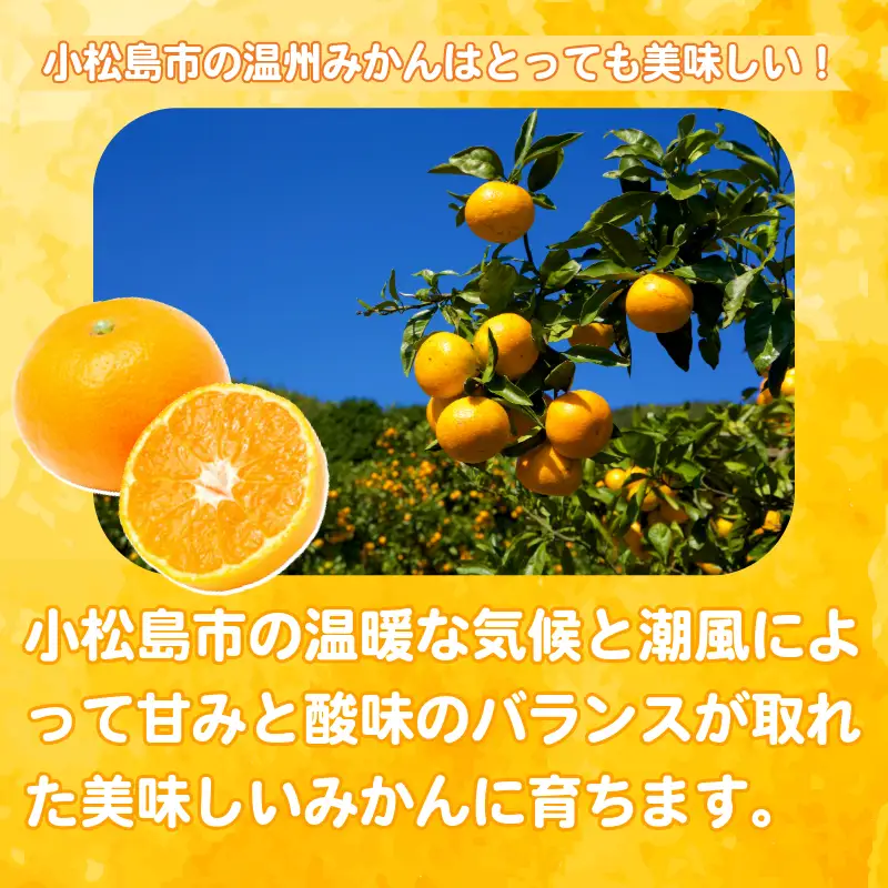 【2026年11月発送】 温州みかん 3kg 秀品 みかん