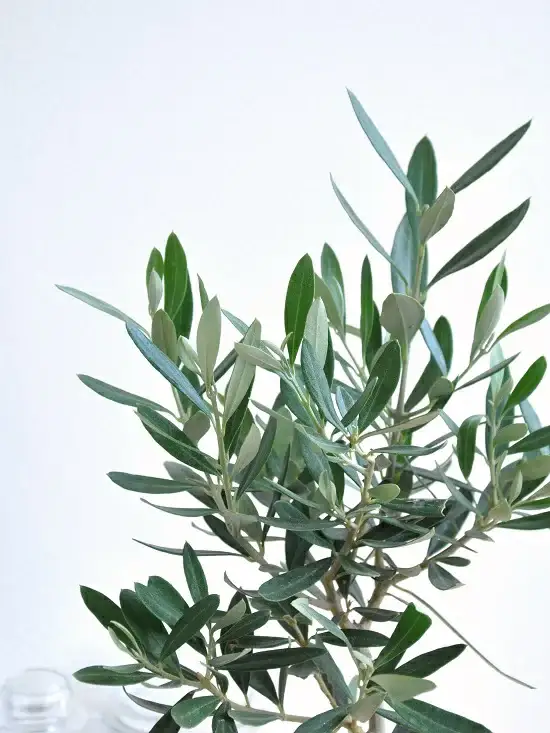 オリーブ 白色 丸型 陶器鉢【黄色小石・受皿・育て方】 オリーブの木　【室内用】　鉢植え・鉢・苗・苗木・丸鉢　結婚式で両親へのプレゼント・結婚式の記念品・両親贈呈ギフト・両親贈呈品・ウエルカムツリー　ギフト