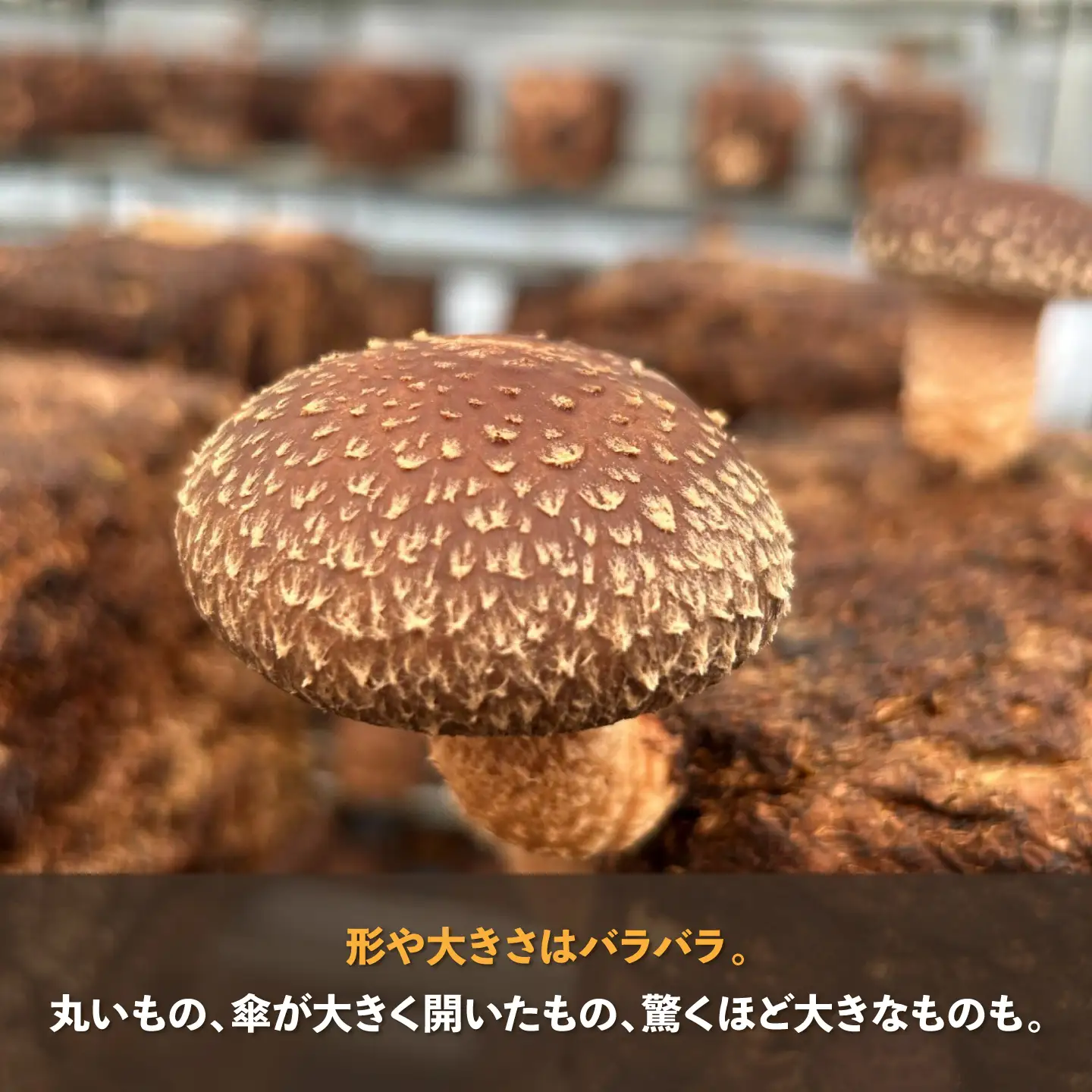 【先行予約】【数量限定150セット】不揃い肉厚しいたけ 約1kg　しいたけ シイタケ 椎茸 きのこ キノコ 不揃い 神奈川 横須賀[AKIO001]