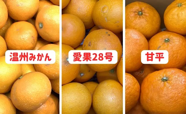 【2026年先行予約】訳あり 柑橘定期便 全3回 温州みかん 愛果28号 甘平 ご家庭用 柑橘 フルーツ 愛媛県 伊予市｜D127