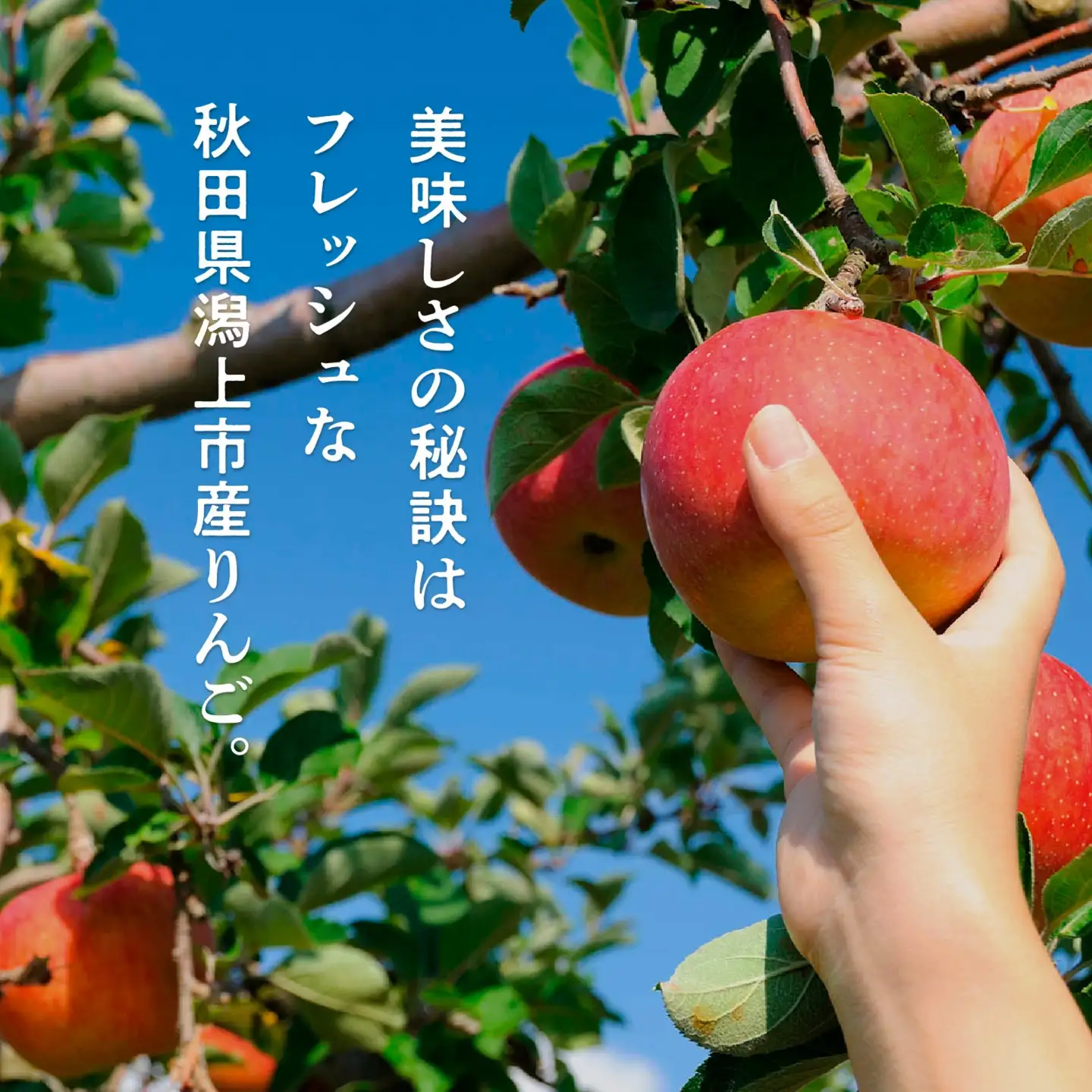 りんごのベイクドチーズケーキ 3個セット【飯田川つくし苑】