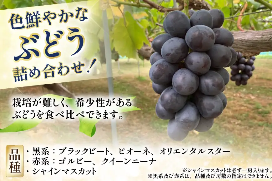 【期間限定発送】 ぶどう 詰め合わせ 3～4房 約1.8kg