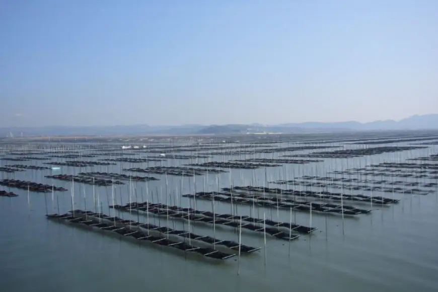 海苔 本場 有明海 栽培 「海王」 一番摘み 焼海苔 全形 5枚入り×7袋
