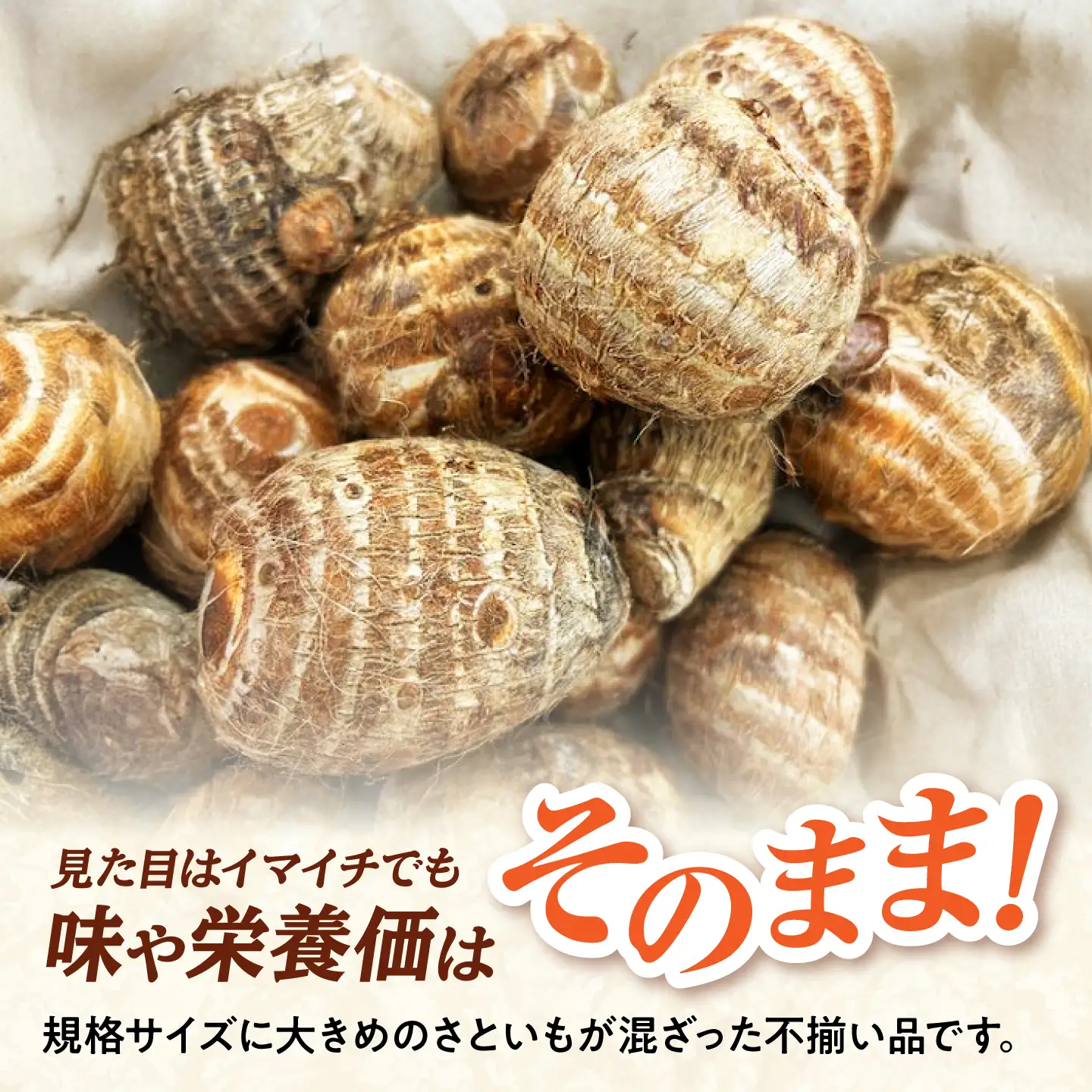 【先行予約】【2026年11月上旬順次発送】【不揃い】島根県GAP認証 さといも2kg 島根県松江市/フジキコーポレーション株式会社[ALDS028]