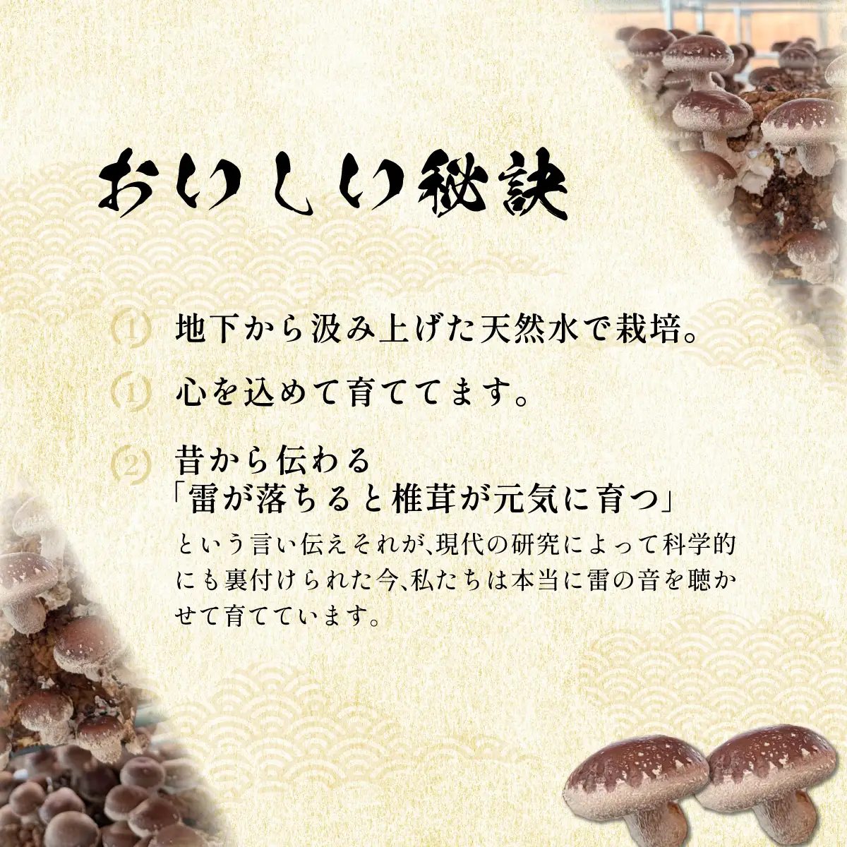 【先行予約 11月初旬から順次発送】千葉県大網白里市産「雷神しいたけ」1kg BC001