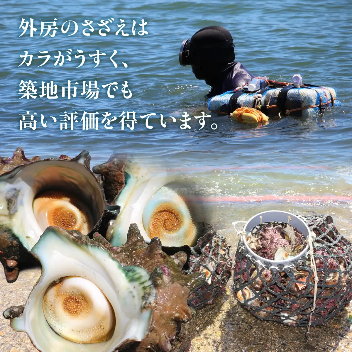 D202 活さざえA　ONJA010