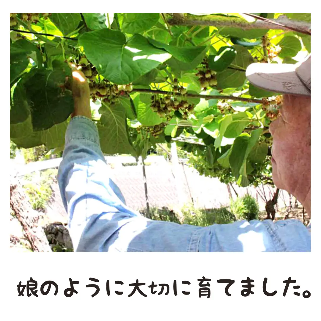 【先行予約】2026年秋冬発送　ゴールドキウイ　3kg　27～30個