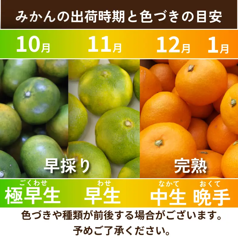 【先行予約】【2026年10月下旬順次発送】 早生みかん 5kg みかん 早生 柑橘 果物  国産 農家直送 徳島県 小松島市