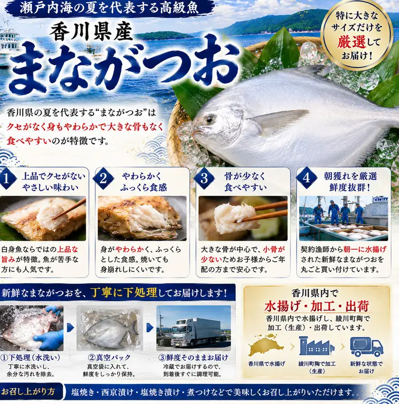 生鮮 香川県産 まながつお 1尾 1.8kg以上 マナガツオ 真魚鰹 真名鰹 魚 魚介 魚介類 冷蔵 香川 香川県
