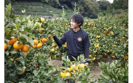 冷凍みかん 500g × 1袋 熊本県産みかん使用 瞬間冷凍 シャーベット 果物 くだもの フルーツ 柑橘系 柑橘類 みかん ミカン 果肉 果汁 冷凍 国産
