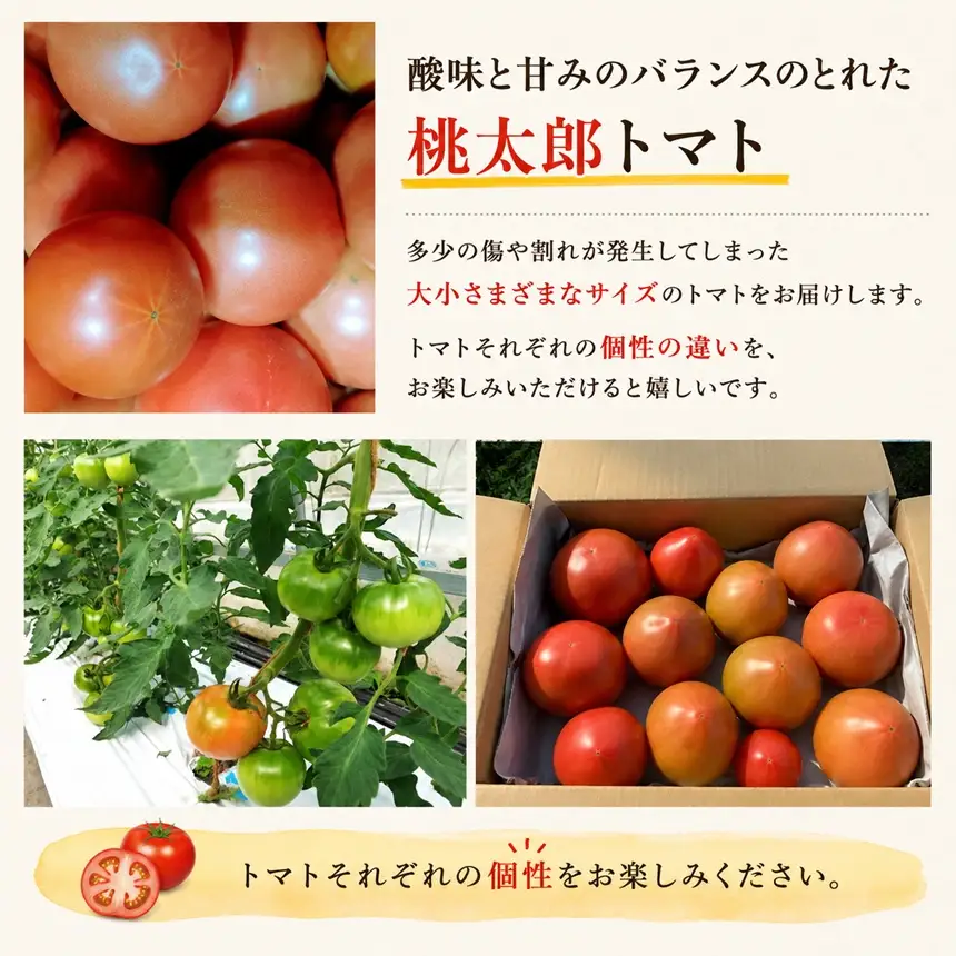 訳あり トマト 七久里農園 ＜2026年6月～11月中旬発送＞