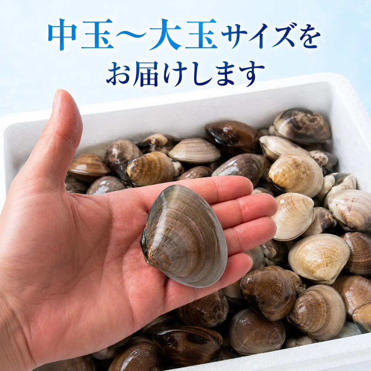 九十九里産　天然　活はまぐり（中玉～大玉） 約1kg（10～16個前後） / はまぐり ハマグリ 蛤 天然 活はまぐり 活ハマグリ 活蛤 生 冷蔵 中玉 大玉 貝 貝類 魚介 魚貝 魚介類 海鮮 天然 砂抜き済 1kg 九十九里産 匝瑳市産 産地直送 産直 千葉県 匝瑳市