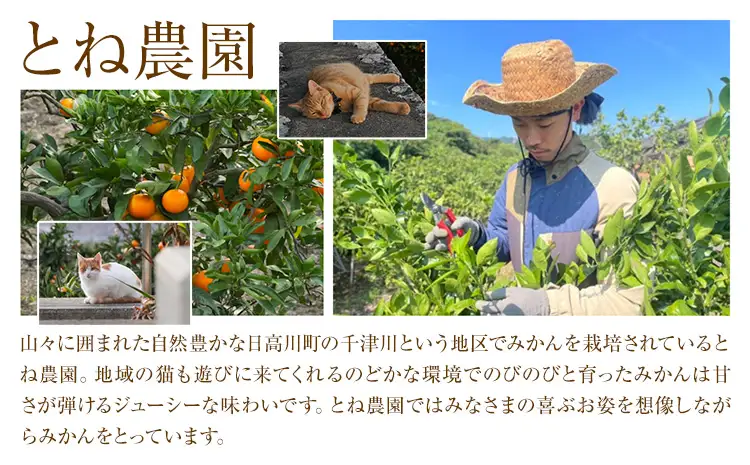 ご家庭用 温州みかん 約10kg
