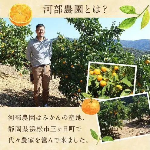 河部農園 自家製 奥平山産 青島みかんのシロップ漬け 1本800g×3本 計約2.4kg オリジナル化粧箱入 シロップ漬け みかん ミカン 蜜柑 静岡 浜松市