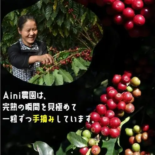 【250g×3袋】雲南コーヒー 焙煎度 3種 飲み比べ ＆ オリジナルブレンド作成キット コーヒー コーヒー豆 豆 珈琲 飲み物 飲料 飲み比べ 東京 豊島区