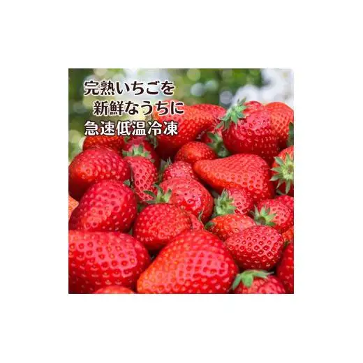 冷凍いちご 1kg バラ凍結 真空パック 栽培期間中農薬不使用 ヘタ取り済み 低温急速冷凍 いちご本来の甘さと香り フローズンストロベリー
