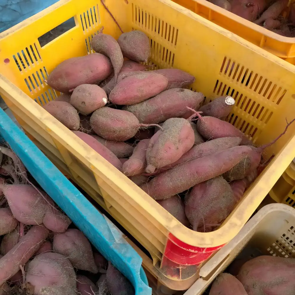 【訳あり】ねっとり甘い 紅はるか 1.5kg