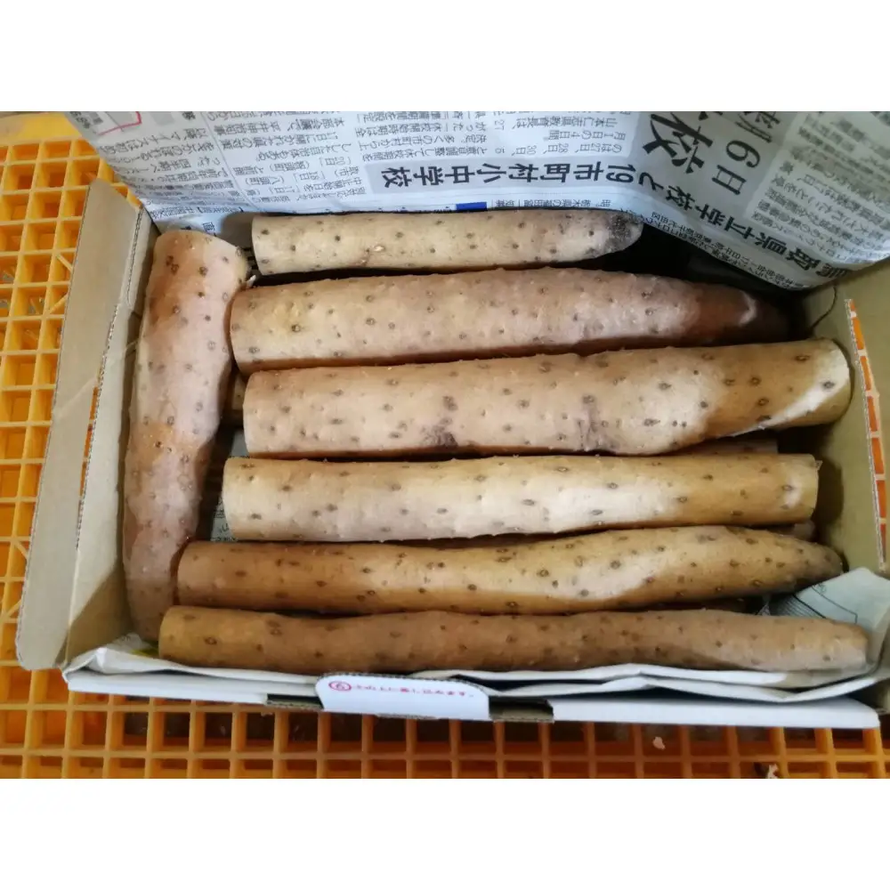 【鳥取県産】とろける触感 砂丘育ちの ながいも 5kg