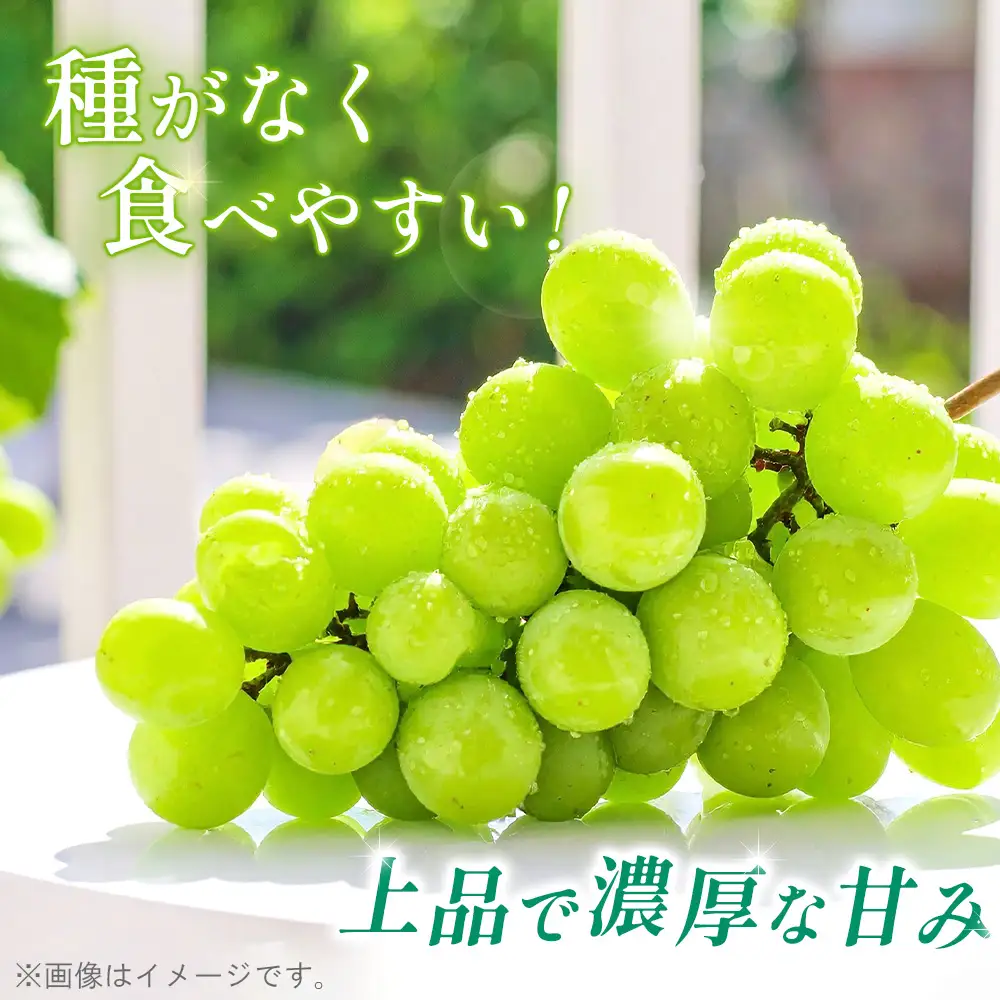 シャインマスカット 種なし 1.6kg【あずまぶどう園】 ／ 産地直送 ぶどう マスカット フルーツ 旬 大野ぶどう 芳醇な香り とろける甘さ 高糖度 濃厚 甘み ジューシー 国産フルーツ お取り寄せ 送料無料 No.376