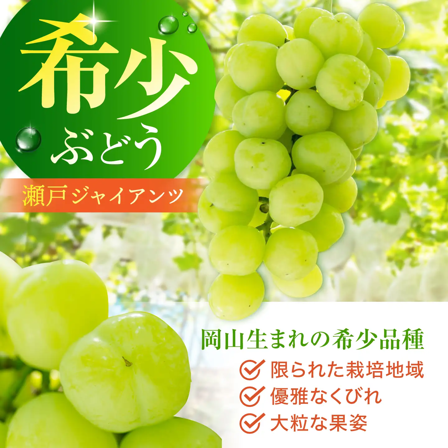 【先行予約】 瀬戸ジャイアンツ 700g以上 【小林農園】 / ブドウ ぶどう 果物 種なし[HAX005]